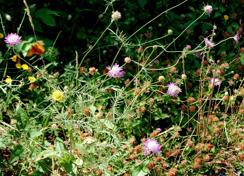 Sixalix atropurpurea / Vedovina marittima